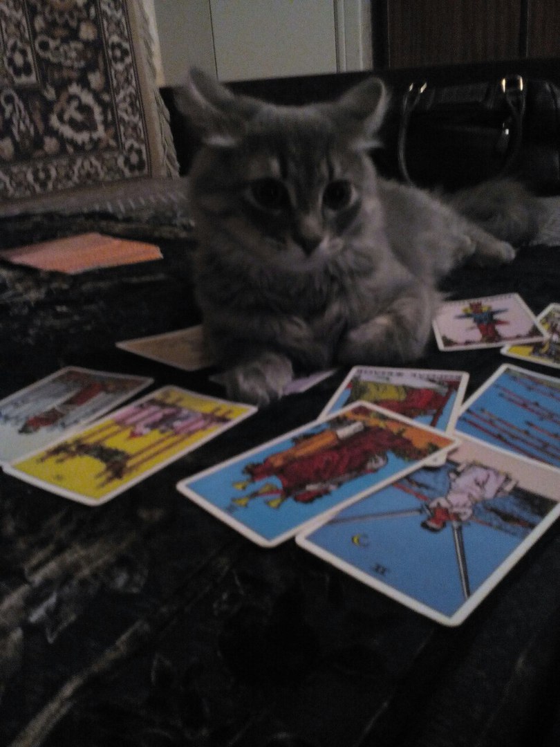 котт.jpg