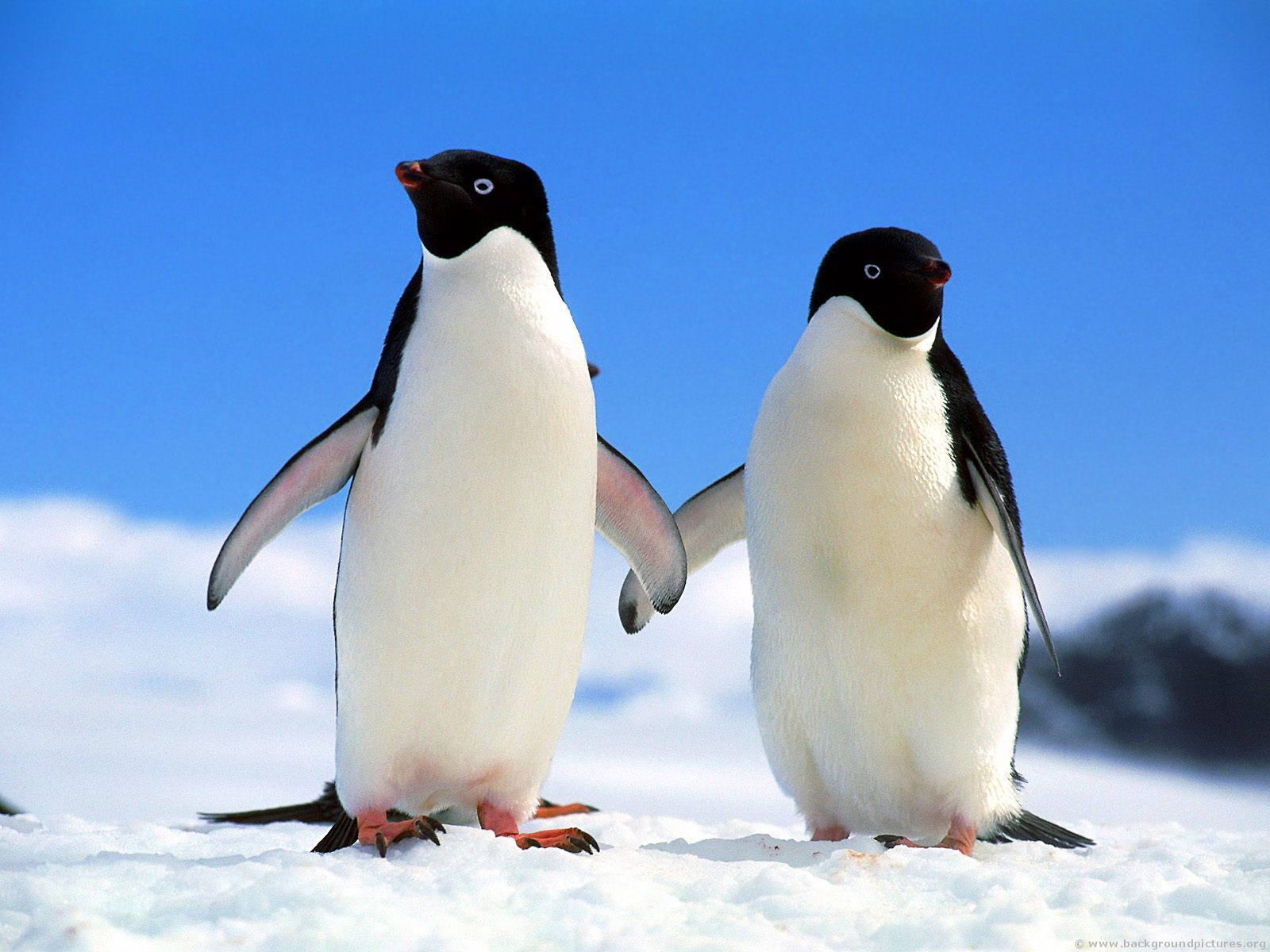 penguins13.jpg