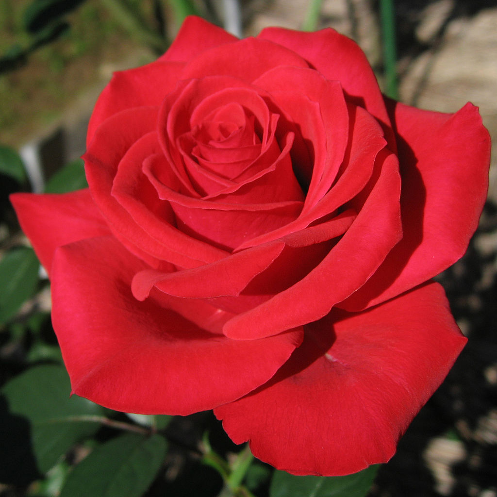 Rosa_Red_Chateau01.jpg