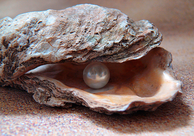 oyster.jpg